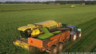 Erwten dorsen  Ploeger  Ardo NV  Pea Harvesting [upl. by Richardo]