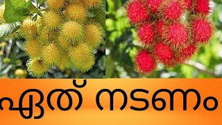 മഞ്ഞ ചുവപ്പ് റമ്പൂട്ടാനിൽ ഏത് നടണംwhich To Plant In The Yellow Red RAMBUTAN [upl. by Vasquez]