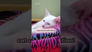 Is Your Cat Angry Heres 4 VetApproved Ways to CALM HERHIM DOWN catsofyoutube cat angrycat [upl. by Reginnej973]