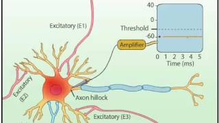 EPSP amp IPSP [upl. by Attenrad]