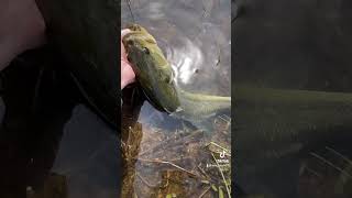 shorts Release of a beautiful bass lake Palestine [upl. by Brande]