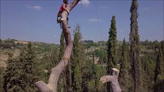 Tobias Pelli abbattimento controllato treeclimbing 2017 [upl. by Eldwen]