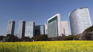 浜離宮の菜の花と梅 Rape blossomsampJapanese Plum blossoms in Hamarikyu Gardens [upl. by Mehala]