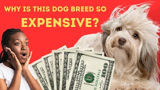 What Does a Havanese Dog Cost and Why Are They So Expensive [upl. by Moreno]