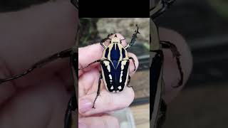 Beetle mayhem bug beetle beetlelove insects invertebrates animals wildlife africa beetles [upl. by Kehr250]