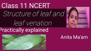 Structure of leaf venation Morphology of flowering plants NEET 2024 CHSE [upl. by Girard83]