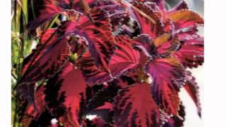 Coleus Colorblaze Kingswood Torch [upl. by Aitnis680]