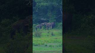 quotLove in the wildquot wildlife elephant thekkady love nature shortsfeed shorts aana elephants [upl. by Cherice]