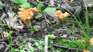 Pennsylvania Chanterelle Mushroom Hunting [upl. by Dewhirst249]