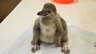 Adorable penguin chicks handreared at ZSL London Zoo [upl. by Eenrahc]