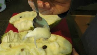 Cutting Open a Ripe Soursop  Annona muricata  Guanábana Graviola [upl. by Eatnahc]