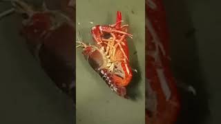 red amp chocolate brown clarkii pairing successful crayfish lobster [upl. by Carpenter]