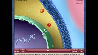 Hormones liposolubles exT3T4 [upl. by Akenahs892]