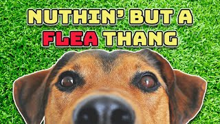 Nuthin But a Flea Thang Dr Dre Parody  Young Jeffreys Song of the Week [upl. by Enirehs]