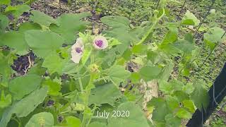 Marshmallow  Althaea officinalis  From seed seedling to plant to roots [upl. by Harmaning]