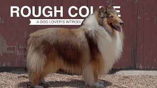 ROUGH COLLIE A DOG LOVERS INTRODUCTION [upl. by Richmond]