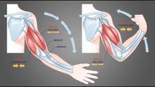 TRAINING BICEPS amp TRICEPS V [upl. by Allegna346]