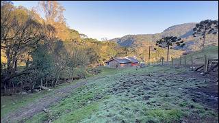 O QUEIJO SERRANO DO SÍTIO STO ANTONIO  BOM RETIRO SC [upl. by Osicran]