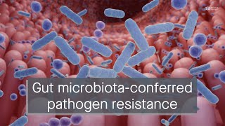 Gut microbial metabolite confers resistance to porcine epidemic diarrhea virus in piglets [upl. by Aisek]