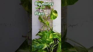 The idea of planing two varieties of pothos on one planter🌿🌿ytshorts bigmoneyplantpothos [upl. by Adelina837]