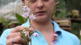 Aprendendo sobre Orquídeas Dendrochilum Odontoglossum Rhyncholaelia Zygopetalum Dendrobium [upl. by Hanae438]