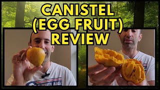 Canistel Egg Fruit Review  Delicious [upl. by Breh]