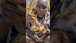 Wow The taste of this Baobab fruit is incredible 😋😍hadzabetribe villagelife food [upl. by Anitac]