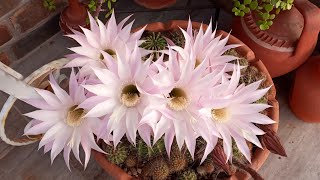 Kaynana Topuzu Kaktüs Bakımı Üretimi echinopsis oxygona [upl. by Landbert]