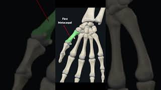 Bones of Wrist and Hand  Flashcard Anatomy [upl. by Eninej]