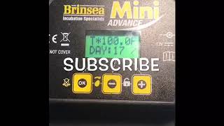 How To Use The Brinsea Mini Advance Incubator For Quail Eggs [upl. by Sherurd99]