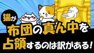 猫はなぜ飼い主の布団の真ん中を陣取って寝るのか？6つの理由を解説 [upl. by Ode]