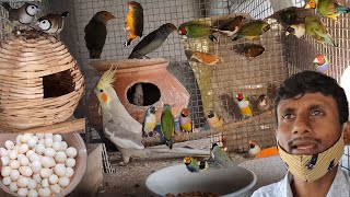 Gouldian Finch Successful Breeding Method Tips  Attractive Beautiful Colorful Small Birds farm [upl. by Kcirddehs]