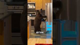 Bear breaks into family’s house and does something crazy 😱 [upl. by Ybbed]