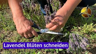 Lavendel Blüten schneiden im Sommer [upl. by Ennayk8]