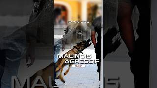 MALINOIS AGRESSIF HUMAIN  Teaser Panic Dog [upl. by Linda]