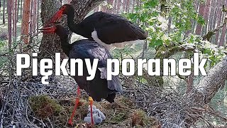 Bocian czarny Bolewice N2000  Piękny bolewicki poranek 🥰 09052024 [upl. by Anuqahs447]