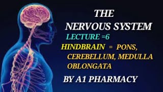 HINDBRAIN  PONS MEDULLA OBLONGATACEREBELLUM [upl. by Pasahow184]