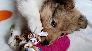 Cute Sheltie puppy learns how to play 🐶 [upl. by Salvidor]