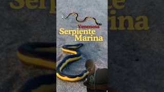 La Serpiente Marina Hydrophis platurus El Salvador animals bio wildlife ciencia elsalvador [upl. by Lahsiv996]