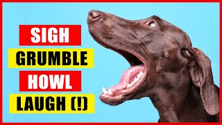 11 Sounds Dogs Make and What They Mean [upl. by Tavi312]