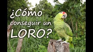 Como cuidar un LORO  ¿COMO CONSEGUIR UN LORO [upl. by Nitnert]