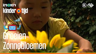 Groeien  Zonnebloemen Kindertijd KRONCRV [upl. by Jc708]