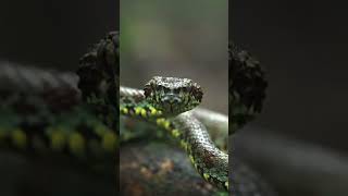 Malabar Pit Viper The Stealthy Serpent of the Western Ghats 🌧️🐍 [upl. by Radek556]