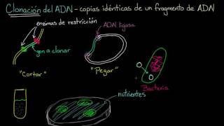 Clonación de ADN y ADN recombinante  Biología  Khan Academy en Español [upl. by Trebleda839]