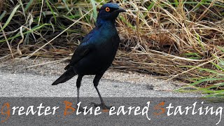 Greater Blueeared Glossy Starling Lamprotornis chalybaeus Bird Call Video  Stories Of The Kruger [upl. by Mag]