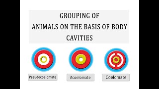 Grouping of Animals on the basis of Body Cavity [upl. by Helve]