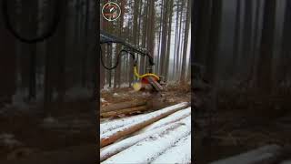 world sawyer  shorts super tree saw crane [upl. by Allak]