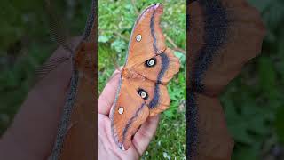 Rare Moth Antheraea montezuma [upl. by Carmelia349]