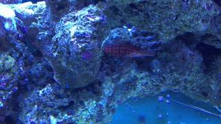 Wrasse Community Mixed Reef  updated [upl. by Eednil748]