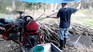 Haciendo Pilon en El Tepetate Tamazunchale SLP [upl. by Norod]